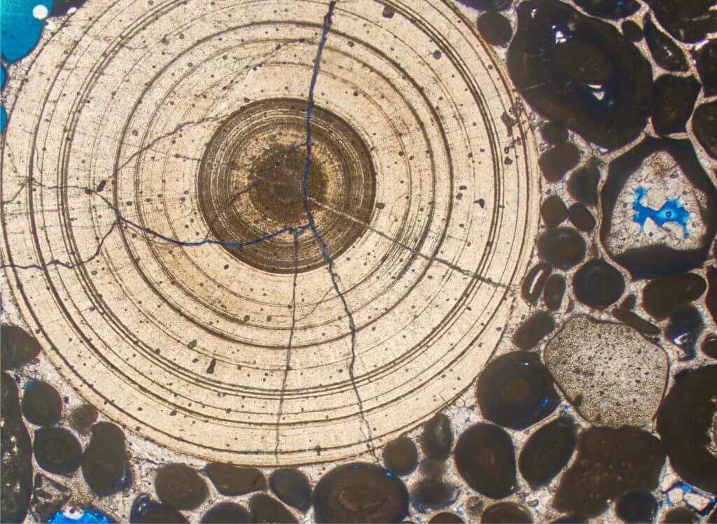 Thin section of a grainstone comprising dense concentrically-laminated cryptmicrobial nodules ('micro-cyanoids) which typically form in stressed depositional settings.  Beleminite indicates marine influence. Upper Jurassic, offshore Dubai