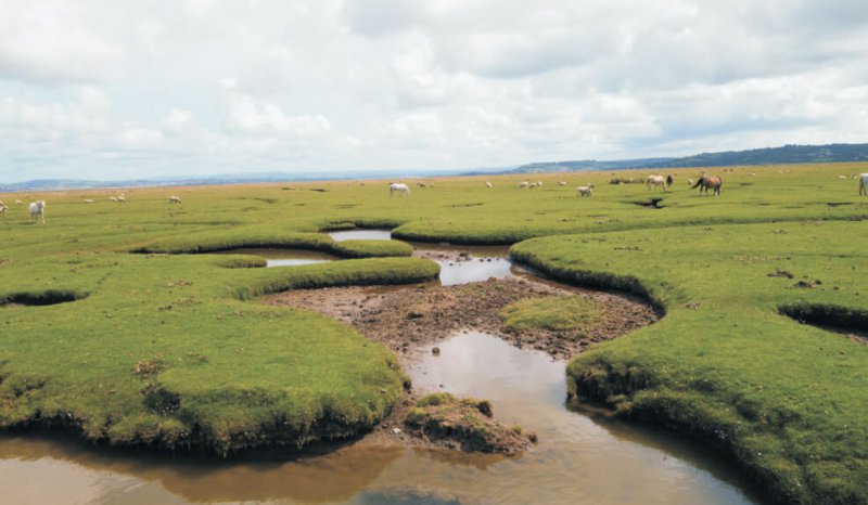 Tidal creeks dissect supratidal salt marsh, Loughor Estuary margin