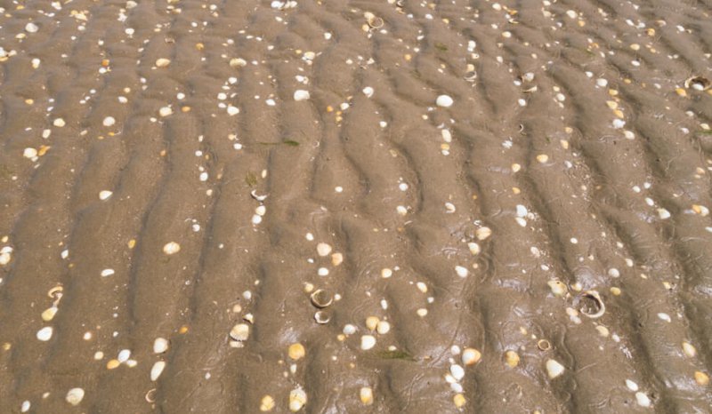 Rippled intertidal sandflat with salinity tolerant cockle shells collecting in troughs, Loughor Estuary