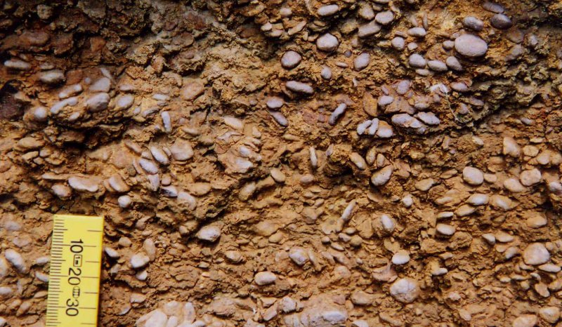 Pea Grit Oncoids, Leckhampton Hill, Aalenian Inferior Oolite