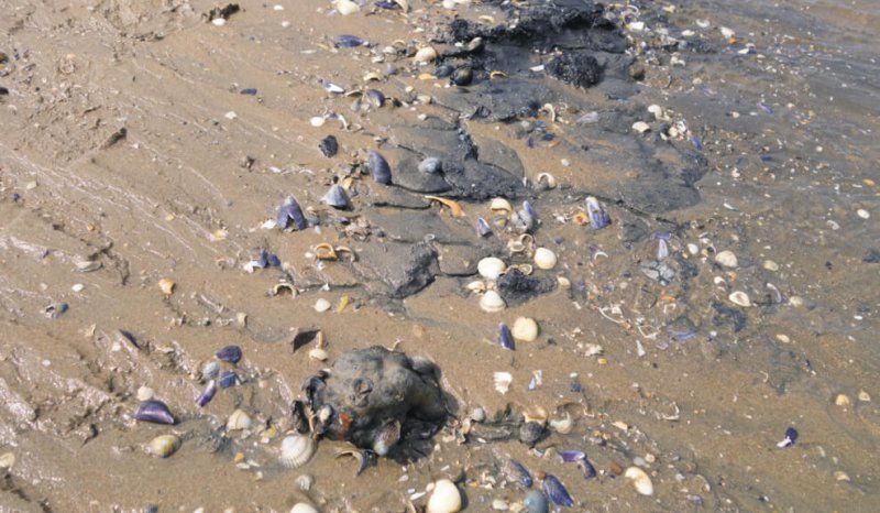 Reworked mixed mussel and cockle microbial mediated cement layers forming channel margin lags, Loughor Estuary