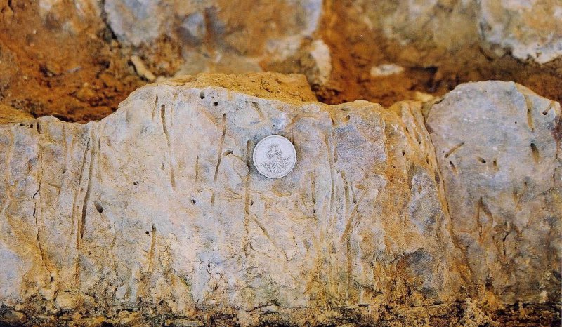 Skolithos burrows in the Aalenian Inferior Oolite sandy beds