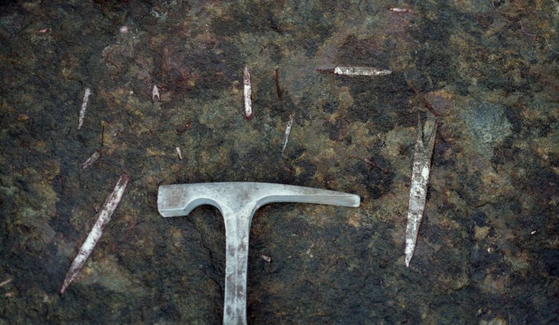 Belemnites on bedding planes at the base of the Raasay Ironstone, Isle of Skye