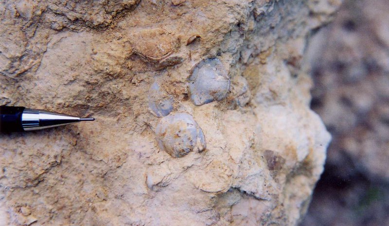Brachiopods, Aalenian Inferior Oolite