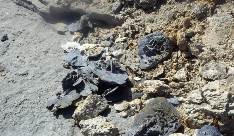 Present day gypsum rose forming in the sabkha, Abu Dhabi