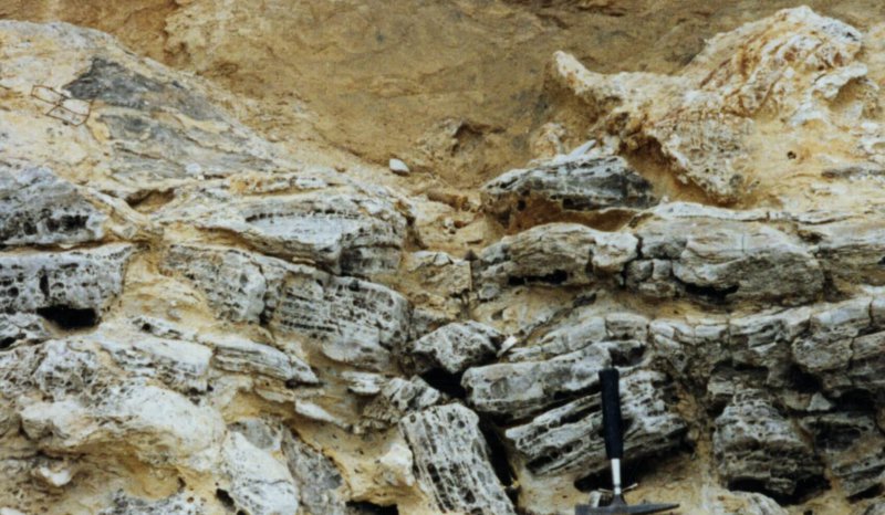 Evaporite residue following recent halite leaching, Zechstein, Seaham foreshore