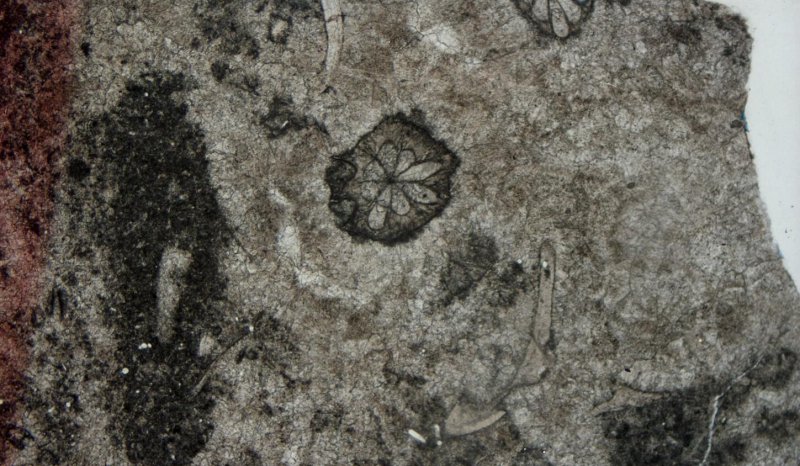 Thin section of Lower Reef, Cavedale, Carboniferous, Derbyshire