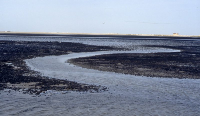 Algal mat cut by a tidal creek, Abu Dhabi