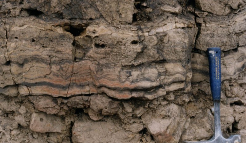 Stromatolitic laminated sheets, Blackhall Rocks boulder bed, Zechstein