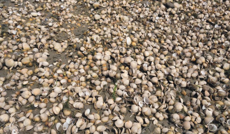 High abundance, low diversity faunal assemblage consisting of cockle and mussel shells, Loughor Bay, S Wales