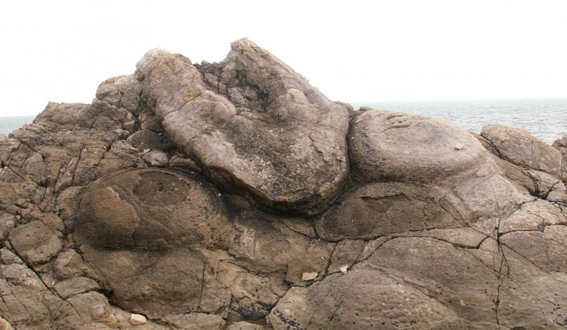 Large tree boles - microbial mediated stromatolitic carbonate encrustations, Purbeck, Lulworth Fossil Forest