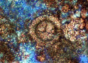 Oxfordian - Early Kimmeridgian calcareous dinocyst Commitosphaera czestochowiensis, present in Diyab source rock and basinal Hanifa of eastern Arabia