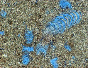 Oxfordian to Early Kimmeridgian calcimicrobe Gahkumella huberi which forms microbial build-ups at the rim of the Gotnia intrashelf basin in northern Arabia.