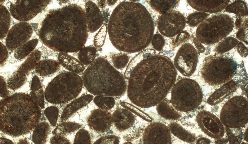 Oolitic grainstone, Aalenian, Inferior Oolite