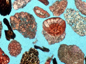 Ditch cuttings thin section showing a variety of carbonate microfacies. Note how the larger foraminifera are often preserved as individual cuttings fragments. Two larger fragments at center left and center right display significant porosity and have not been disaggregated during drilling.