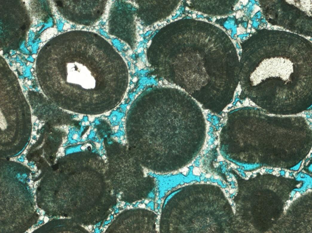 Porous oolitic grainstone, Aalenian, Inferior Oolite