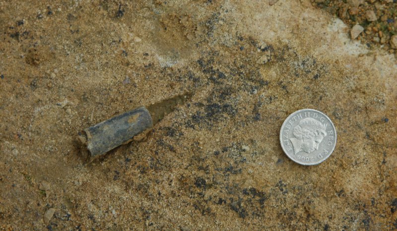 Belemnite transgressive lag, inferior oolite, Broadway Quarry