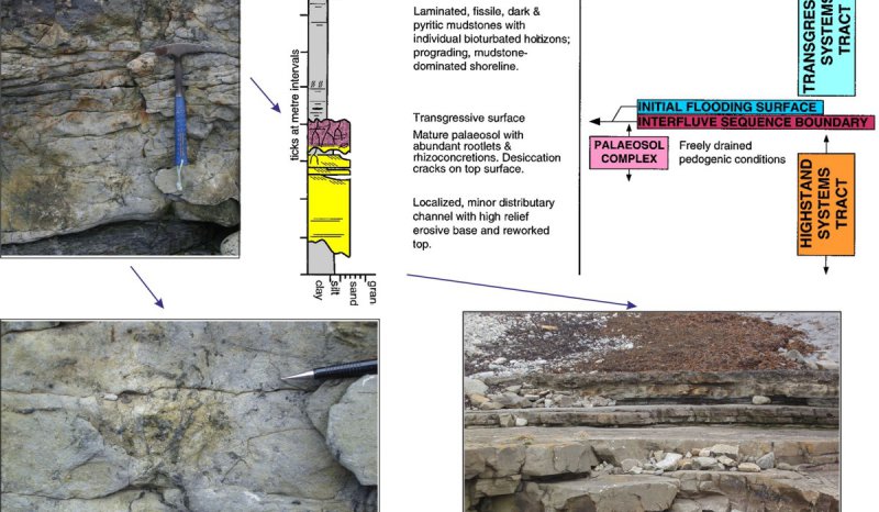 Tullig Delta Cycle rootletted interfluve, Doonlicky Cyclothem, Spannish Point, West of Ireland