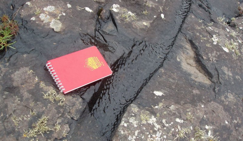 Stigmaria root system in Namurian delta top facies, Clare Basin, West of Ireland